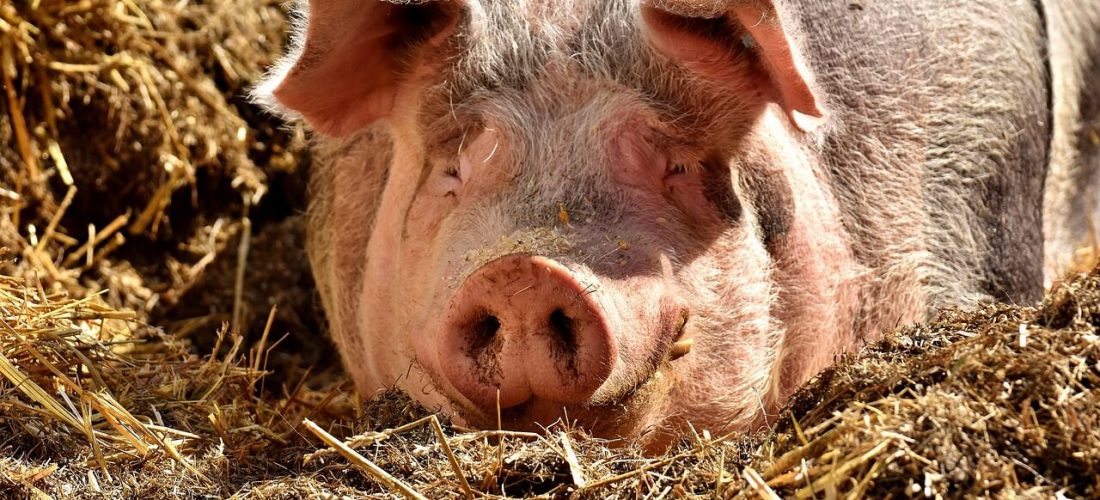 Jakich błędów unikać w żywieniu świń?