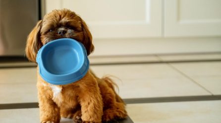 Dlaczego to ważne, z jakiej miski je i pije Twój pies?